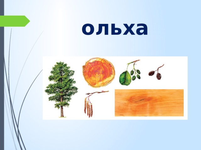 ольха 
