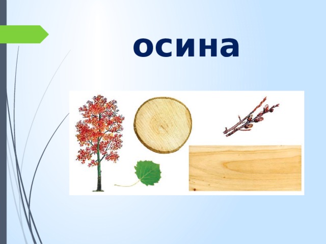 осина 