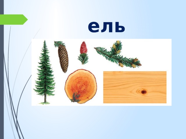 ель 