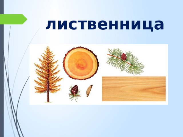 лиственница 
