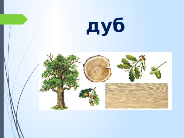 дуб 