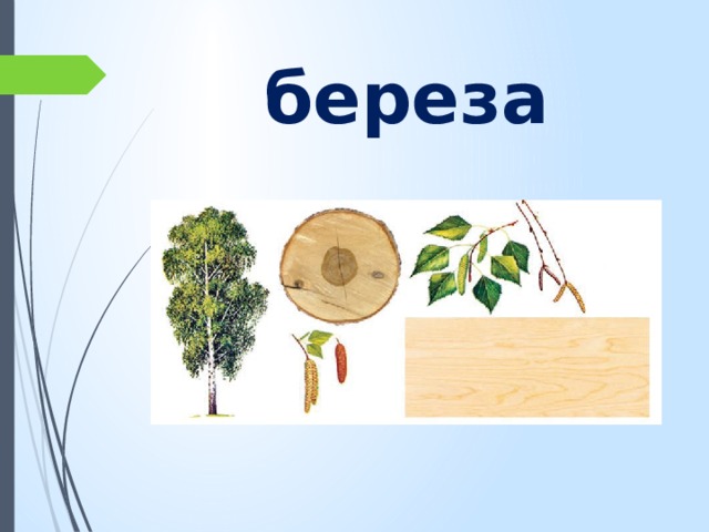 береза 