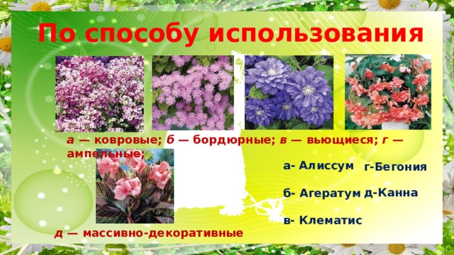 д — массивно-декоративные  д-Канна г-Бегония  По способу использования а — ковровые; б — бордюрные; в — вьющиеся; г — ампельные; а- Алиссум  б- Агератум  в- Клематис 