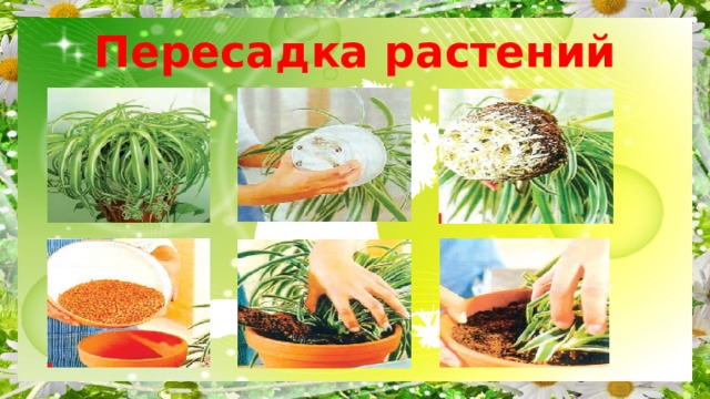 Пересадка растений 