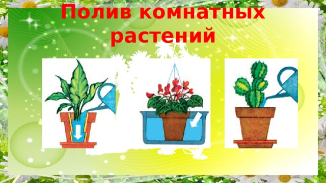 Полив комнатных растений 