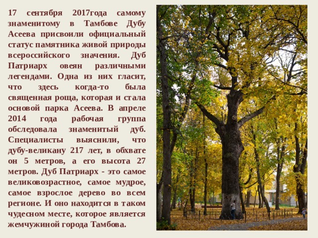 17 сентября 2017года самому знаменитому в Тамбове Дубу Асеева присвоили официальный статус памятника живой природы всероссийского значения. Дуб Патриарх овеян различными легендами. Одна из них гласит, что здесь когда-то была священная роща, которая и стала основой парка Асеева. В апреле 2014 года рабочая группа обследовала знаменитый дуб. Специалисты выяснили, что дубу-великану 217 лет, в обхвате он 5 метров, а его высота 27 метров. Дуб Патриарх - это самое великовозрастное, самое мудрое, самое взрослое дерево во всем регионе. И оно находится в таком чудесном месте, которое является жемчужиной города Тамбова. 