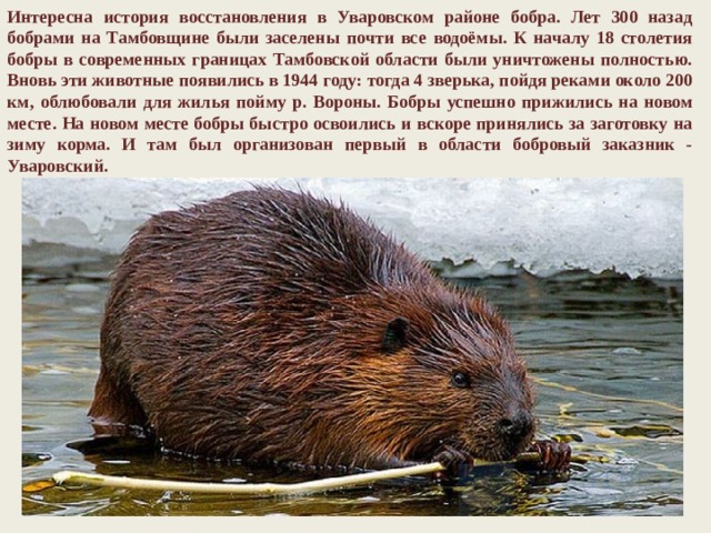 Интересна история восстановления в Уваровском районе бобра. Лет 300 назад бобрами на Тамбовщине были заселены почти все водоёмы. К началу 18 столетия бобры в современных границах Тамбовской области были уничтожены полностью. Вновь эти животные появились в 1944 году: тогда 4 зверька, пойдя реками около 200 км, облюбовали для жилья пойму р. Вороны. Бобры успешно прижились на новом месте. На новом месте бобры быстро освоились и вскоре принялись за заготовку на зиму корма. И там был организован первый в области бобровый заказник - Уваровский. 