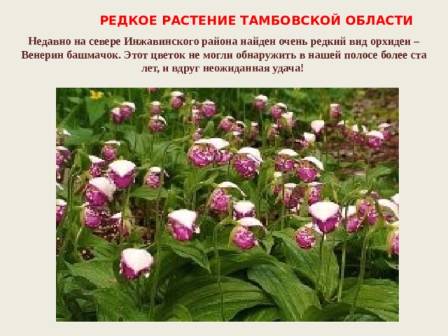  РЕДКОЕ РАСТЕНИЕ ТАМБОВСКОЙ ОБЛАСТИ   Недавно на севере Инжавинского района найден очень редкий вид орхидеи – Венерин башмачок. Этот цветок не могли обнаружить в нашей полосе более ста лет, и вдруг неожиданная удача!    