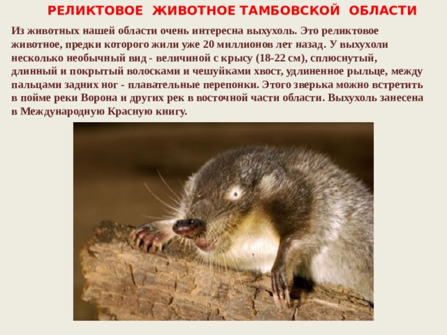 РЕЛИКТОВОЕ ЖИВОТНОЕ ТАМБОВСКОЙ ОБЛАСТИ Из животных нашей области очень интересна выхухоль. Это реликтовое животное, предки которого жили уже 20 миллионов лет назад. У выхухоли несколько необычный вид - величиной с крысу (18-22 см), сплюснутый, длинный и покрытый волосками и чешуйками хвост, удлиненное рыльце, между пальцами задних ног - плавательные перепонки. Этого зверька можно встретить в пойме реки Ворона и других рек в восточной части области. Выхухоль занесена в Международную Красную книгу. 
