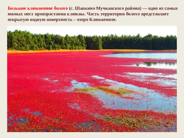 Большое клюквенное болото   (с. Шапкино Мучкапского района) — одно из самых южных мест произрастания клюквы. Часть территории болота представляет открытую водную поверхность – озеро Клюквенное. 