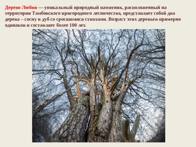 Дерево Любви  — уникальный природный памятник, расположенный на территории Тамбовского пригородного лесничества, представляет собой два дерева – сосну и дуб со сросшимися стволами. Возраст этих деревьев примерно одинаков и составляет более 100 лет. 