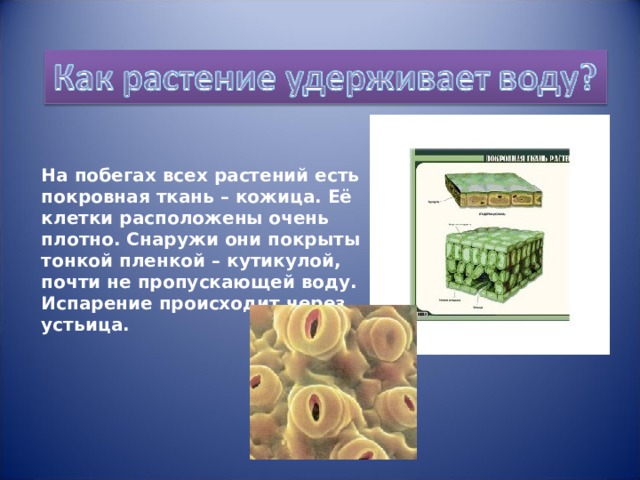 На побегах всех растений есть покровная ткань – кожица. Её клетки расположены очень плотно. Снаружи они покрыты тонкой пленкой – кутикулой, почти не пропускающей воду. Испарение происходит через устьица. 