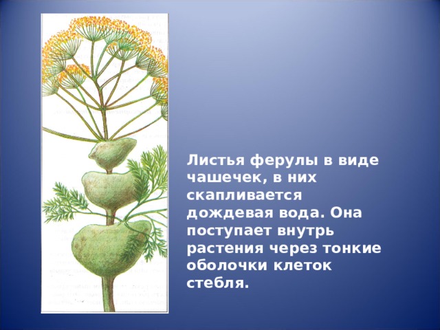 Листья ферулы в виде чашечек, в них скапливается дождевая вода. Она поступает внутрь растения через тонкие оболочки клеток стебля. 