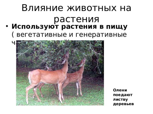 Влияние животных на растения Используют растения в пищу ( вегетативные и генеративные части растений) Олени поедают листву деревьев 