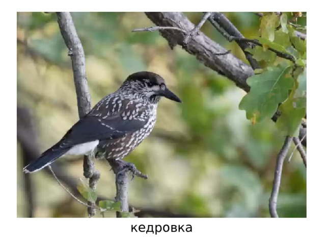 кедровка 