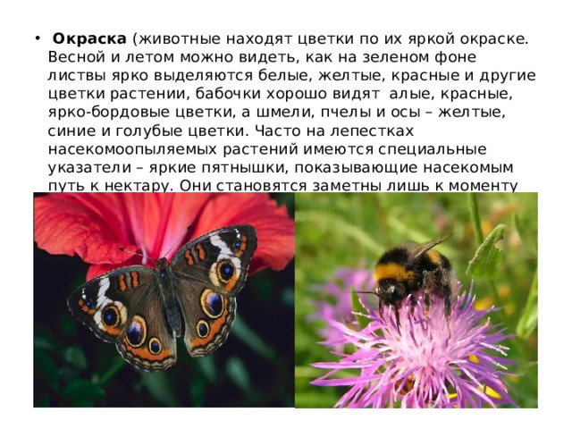  Окраска (животные находят цветки по их яркой окраске. Весной и летом можно видеть, как на зеленом фоне листвы ярко выделяются белые, желтые, красные и другие цветки растении, бабочки хорошо видят алые, красные, ярко-бордовые цветки, а шмели, пчелы и осы – желтые, синие и голубые цветки. Часто на лепестках насекомоопыляемых растений имеются специальные указатели – яркие пятнышки, показывающие насекомым путь к нектару. Они становятся заметны лишь к моменту созревания пыльцы и нектарников) 