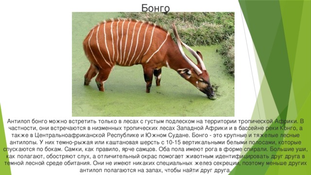 Бонго Антилоп бонго можно встретить только в лесах с густым подлеском на территории тропической Африки. В частности, они встречаются в низменных тропических лесах Западной Африки и в бассейне реки Конго, а также в Центральноафриканской Республике и Южном Судане. Бонго - это крупные и тяжелые лесные антилопы. У них темно-рыжая или каштановая шерсть с 10-15 вертикальными белыми полосами, которые спускаются по бокам. Самки, как правило, ярче самцов. Оба пола имеют рога в форме спирали. Большие уши, как полагают, обостряют слух, а отличительный окрас помогает животным идентифицировать друг друга в темной лесной среде обитания. Они не имеют никаких специальных желез секреции, поэтому меньше других антилоп полагаются на запах, чтобы найти друг друга.