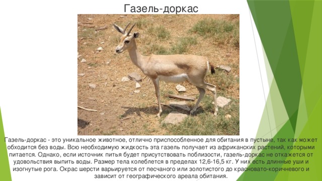 Газель-доркас Газель-доркас - это уникальное животное, отлично приспособленное для обитания в пустыне, так как может обходится без воды. Всю необходимую жидкость эта газель получает из африканских растений, которыми питается. Однако, если источник питья будет присутствовать поблизости, газель-доркас не откажется от удовольствия выпить воды. Размер тела колеблется в пределах 12,6-16,5 кг. У них есть длинные уши и изогнутые рога. Окрас шерсти варьируется от песчаного или золотистого до красновато-коричневого и зависит от географического ареала обитания.