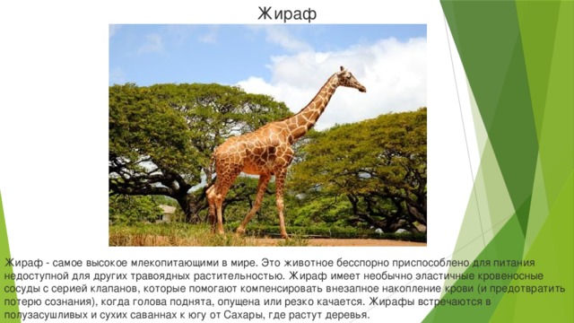 Жираф Жираф - самое высокое млекопитающими в мире. Это животное бесспорно приспособлено для питания недоступной для других травоядных растительностью. Жираф имеет необычно эластичные кровеносные сосуды с серией клапанов, которые помогают компенсировать внезапное накопление крови (и предотвратить потерю сознания), когда голова поднята, опущена или резко качается. Жирафы встречаются в полузасушливых и сухих саваннах к югу от Сахары, где растут деревья.
