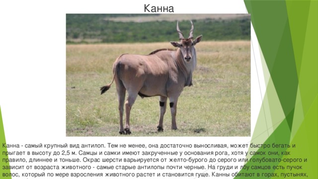 Канна Канна - самый крупный вид антилоп. Тем не менее, она достаточно выносливая, может быстро бегать и прыгает в высоту до 2,5 м. Самцы и самки имеют закрученные у основания рога, хотя у самок они, как правило, длиннее и тоньше. Окрас шерсти варьируется от желто-бурого до серого или голубовато-серого и зависит от возраста животного - самые старые антилопы почти черные. На груди и лбу самцов есть пучок волос, который по мере взросления животного растет и становится гуще. Канны обитают в горах, пустынях, лесах и болотах.