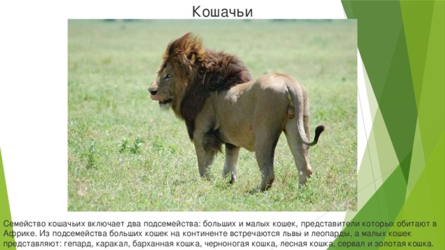 Кошачьи Семейство кошачьих включает два подсемейства: больших и малых кошек, представители которых обитают в Африке. Из подсемейства больших кошек на континенте встречаются львы и леопарды, а малых кошек представляют: гепард, каракал, барханная кошка, черноногая кошка, лесная кошка, сервал и золотая кошка.