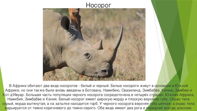 Носорог В Африке обитают два вида носорогов - белый и черный. Белые носороги живут в основном в Южной Африке, но они также были вновь введены в Ботсвану, Намибию, Свазиленд, Зимбабве, Кению, Замбию и Кот-д'Ивуар. Большая часть популяции черного носорога сосредоточена в четырех странах: Южная Африка, Намибия, Зимбабве и Кения. Белый носорог имеет широкую морду и плоскую верхнюю губу. Окрас тела серый, морда вытянутая, а на затылке находится горб. У черного носорога верхняя губа цепкая, а окрас тела варьируется от темно-коричневого до темно-серого. Оба вида имеют два рога и передний всегда длиннее.