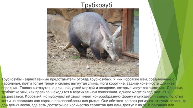 Трубкозуб Трубкозубы - единственные представители отряда трубкозубых. У них короткие шеи, соединенные с массивным, почти голым телом и сильно выгнутая спина. Ноги короткие, задние конечности длиннее передних. Голова вытянутая, с длинной, узкой мордой и ноздрями, которые могут закрываться. Длинные, трубчатые уши, как правило, находятся в вертикальном положении, однако могут складываться и закрываться. Короткий, но мускулистый хвост имеет конусообразную форму и сужается к концу. Толстые когти на передних лап хорошо приспособлены для рытья. Они обитают во всех регионах от сухих саванн до дождевых лесов, где есть достаточное количество термитов для еды, доступ к воде, и песчаная или глинистая почва.
