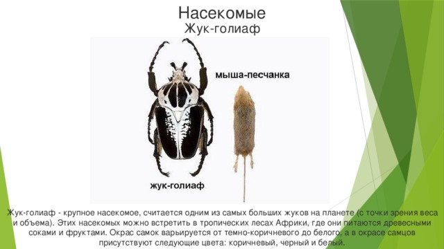 Насекомые Жук-голиаф Жук-голиаф - крупное насекомое, считается одним из самых больших жуков на планете (с точки зрения веса и объема). Этих насекомых можно встретить в тропических лесах Африки, где они питаются древесными соками и фруктами. Окрас самок варьируется от темно-коричневого до белого, а в окрасе самцов присутствуют следующие цвета: коричневый, черный и белый.