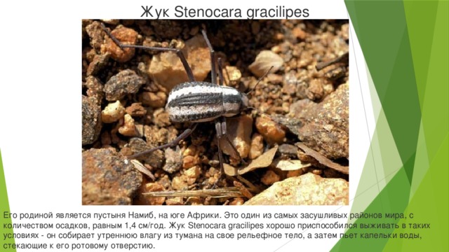 Жук Stenocara gracilipes Его родиной является пустыня Намиб, на юге Африки. Это один из самых засушливых районов мира, с количеством осадков, равным 1,4 см/год. Жук Stenocara gracilipes хорошо приспособился выживать в таких условиях - он собирает утреннюю влагу из тумана на свое рельефное тело, а затем пьет капельки воды, стекающие к его ротовому отверстию.