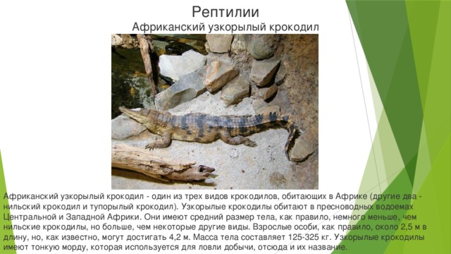 Рептилии Африканский узкорылый крокодил Африканский узкорылый крокодил - один из трех видов крокодилов, обитающих в Африке (другие два - нильский крокодил и тупорылый крокодил). Узкорылые крокодилы обитают в пресноводных водоемах Центральной и Западной Африки. Они имеют средний размер тела, как правило, немного меньше, чем нильские крокодилы, но больше, чем некоторые другие виды. Взрослые особи, как правило, около 2,5 м в длину, но, как известно, могут достигать 4,2 м. Масса тела составляет 125-325 кг. Узкорылые крокодилы имеют тонкую морду, которая используется для ловли добычи, отсюда и их название.
