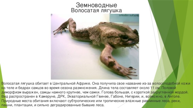 Земноводные Волосатая лягушка Волосатая лягушка обитает в Центральной Африке. Она получила свое название из-за волосоподобной кожи на теле и бедрах самцов во время сезона размножения. Длина тела составляет около 11 см. Половой диморфизм выражен, самцы намного крупнее, чем самки. Голова большая, с короткой закругленной мордой. Вид распространен в Камеруне, ДРК, Экваториальной Гвинее, Габоне, Нигерии, и, возможно, в Анголе. Природные места обитания включают субтропические или тропические влажные равнинные леса, реки, пашни, плантации, и сильно деградированные бывшие леса.
