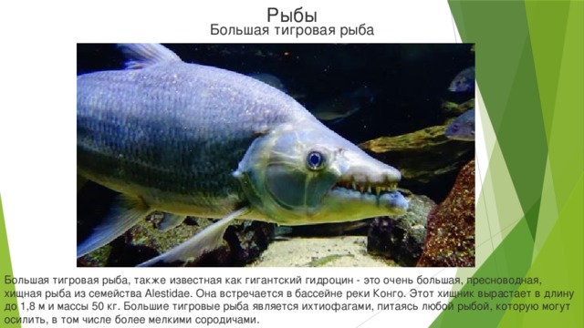Рыбы Большая тигровая рыба Большая тигровая рыба, также известная как гигантский гидроцин - это очень большая, пресноводная, хищная рыба из семейства Alestidae. Она встречается в бассейне реки Конго. Этот хищник вырастает в длину до 1,8 м и массы 50 кг. Большие тигровые рыба является ихтиофагами, питаясь любой рыбой, которую могут осилить, в том числе более мелкими сородичами.