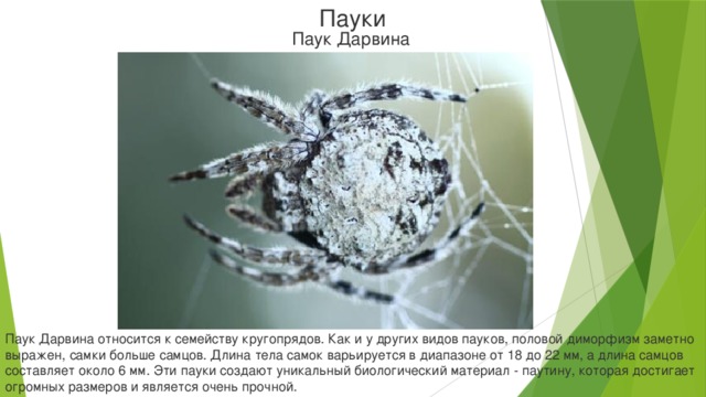 Пауки Паук Дарвина Паук Дарвина относится к семейству кругопрядов. Как и у других видов пауков, половой диморфизм заметно выражен, самки больше самцов. Длина тела самок варьируется в диапазоне от 18 до 22 мм, а длина самцов составляет около 6 мм. Эти пауки создают уникальный биологический материал - паутину, которая достигает огромных размеров и является очень прочной.