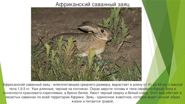 Африканский саванный заяц Африканский саванный заяц - млекопитающее среднего размера, вырастает в длину от 41 до 58 см, с массой тела 1,5-3 кг. Уши длинные, черные на кончиках. Окрас шерсти головы и тела серовато-бурый, бока и конечности красновато-коричневые, а брюхо белое. Хвост черный сверху и белый снизу. Этот вид обитает в лесистых саваннах по всей территории Африки. Заяц - одиночное животное, которое ведет ночной образ жизни и питается травой.