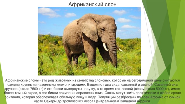 Африканский слон Африканские слоны - это род животных из семейства слоновых, которые на сегодняшний день считаются самыми крупными наземными млекопитающими. Выделяют два вида: саванный и лесной. Саванный вид крупнее (около 7500 кг) и его бивни вывернуты наружу, в то время как лесной (весом около 5000 кг), имеет более темный окрас, а его бивни прямее и направлены вниз. Слоны могут жить практически в любой среде обитания, которая обеспечивает обильную пищу и воду. Популяции разбросаны по всей Африке от южной части Сахары до тропических лесов Центральной и Западной Африки.