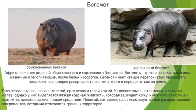 Бегемот обыкновенный бегемот карликовый бегемот Африка является родиной обыкновенного и карликового бегемотов. Бегемоты - третьи по величине живые наземные млекопитающие, после белых носорогов. Бегемот имеет четыре перепончатых пальца, что позволяет равномерно распределять вес животного и передвигаться по земле. Тело серого окраса, с очень толстой, практически голой кожей. У гиппопотамов нет потовых и сальных желез, однако у них выделяется вязкая красная жидкость, которая защищает кожу животного от солнца и, возможно, является заживляющим средством. Плоский, как весло, хвост используется для распространения экскрементов, которыми отмечаются границы территории.