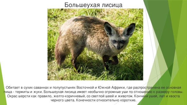 Большеухая лисица Обитает в сухих саваннах и полупустынях Восточной и Южной Африки, где распространена ее основная пища - термиты и жуки. Большеухая лисица имеет необычно огромные уши по отношению к размеру головы. Окрас шерсти как правило, желто-коричневый, со светлой шеей и животом. Кончики ушей, лап и хвоста черного цвета. Конечности относительно короткие.