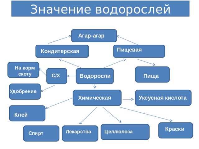 Значение водорослей Агар-агар Пищевая Кондитерская На корм скоту С/Х Водоросли Пища Удобрение Уксусная кислота Химическая Клей Краски Лекарства Целлюлоза Спирт 19 