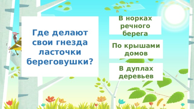 В норках речного берега Где делают свои гнезда ласточки береговушки? По крышами домов В дуплах деревьев 