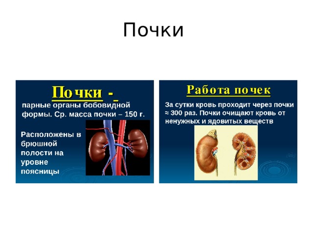 Почки 