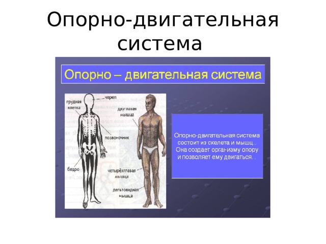 Опорно-двигательная система 