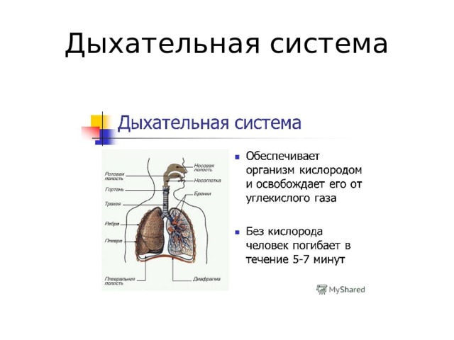 Дыхательная система 