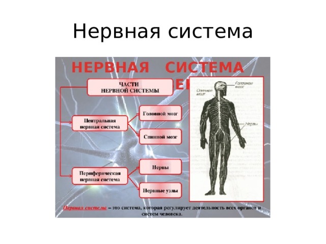 Нервная система 