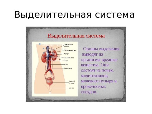 Выделительная система 