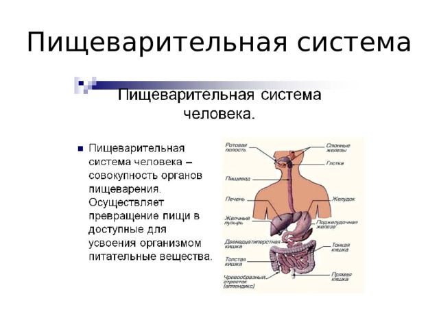 Пищеварительная система 