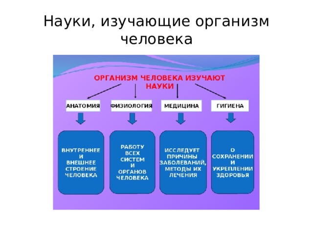Науки, изучающие организм человека 