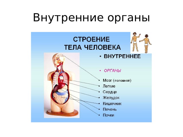 Внутренние органы 