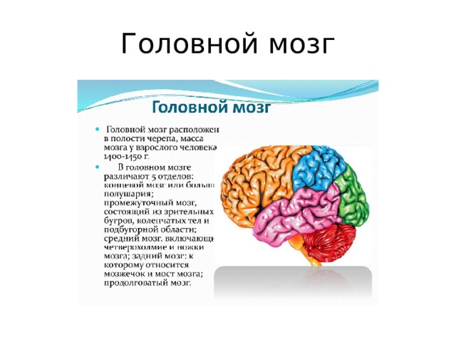 Головной мозг 