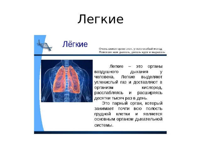 Легкие 
