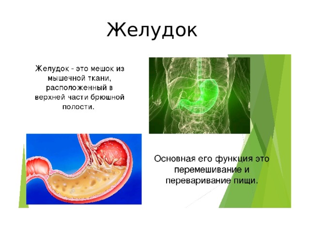 Желудок 